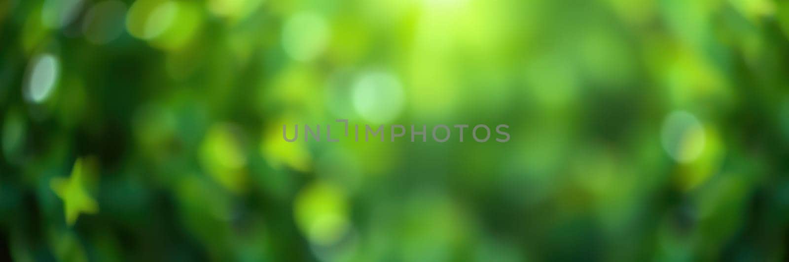 Bright green foliage glimmers as sunlight filters through the leaves, creating a peaceful setting in nature, inviting tranquility and connection to the outdoors.