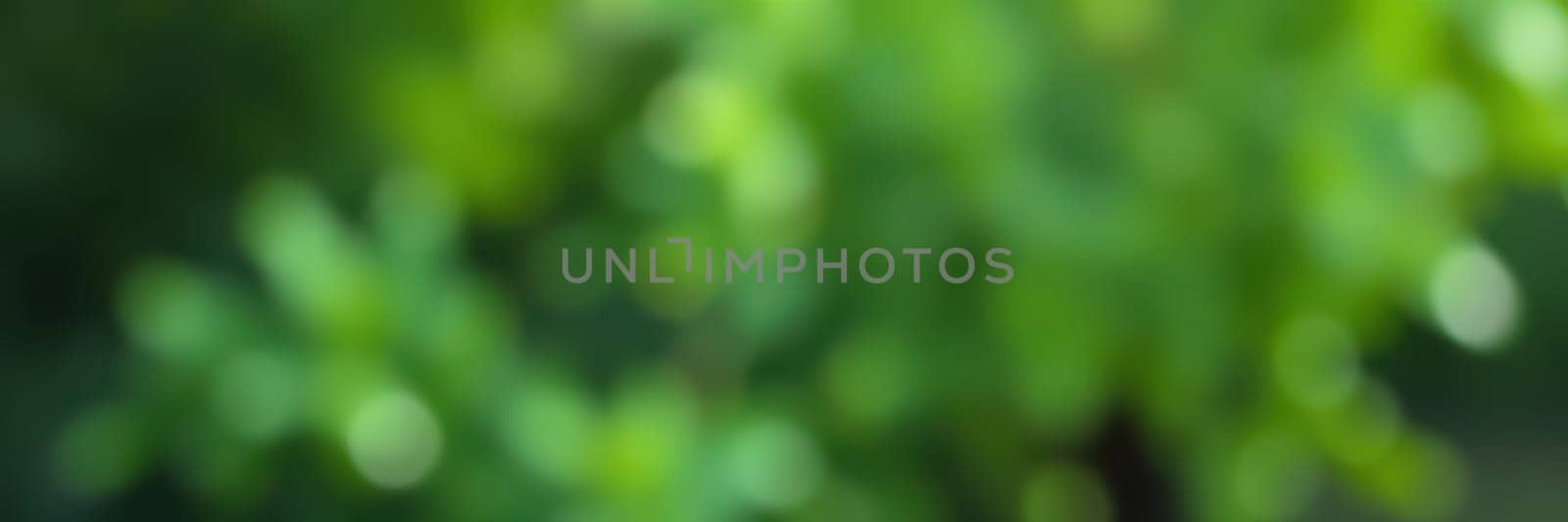 A vibrant display of green foliage showcases various plant leaves in soft focus, bathed in natural light, creating a tranquil and refreshing outdoor atmosphere.