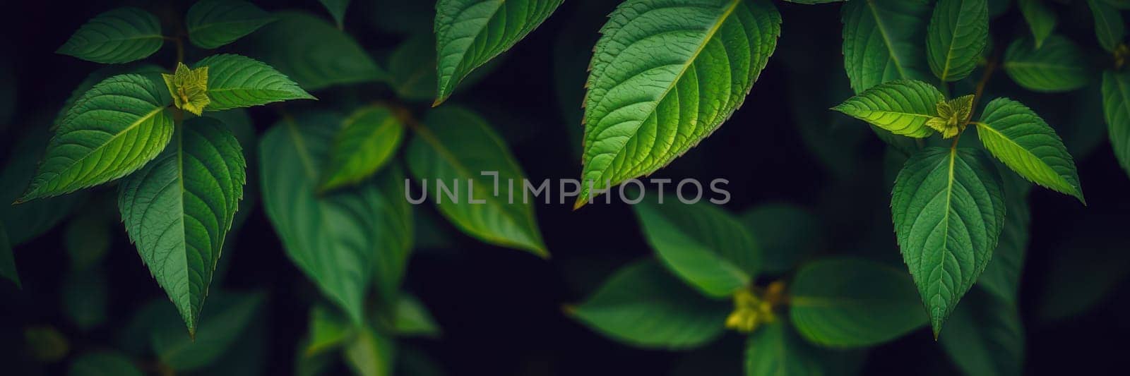 A collection of lush green leaves fills the frame, showcasing their various shapes and textures in a tranquil setting. The sunlight filters through, enhancing the greenery.