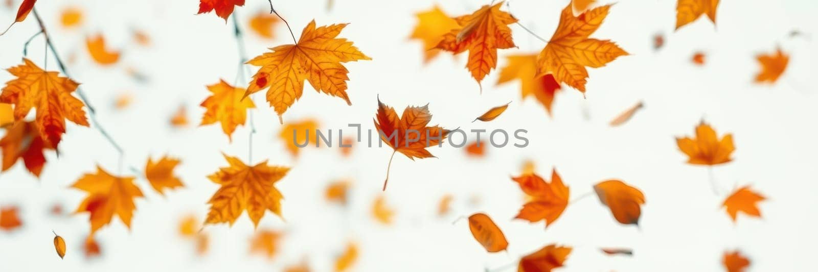 Orange maple leaves swirl and float gently through the air, bringing the essence of fall to life against a soft background. The quiet beauty captures the season's magic.