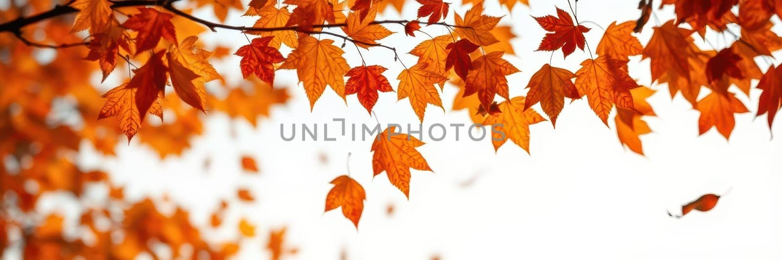 Bright orange and red leaves gently sway in the breeze, filling the air with the essence of autumn. The scene captures the tranquility and beauty of nature in fall.
