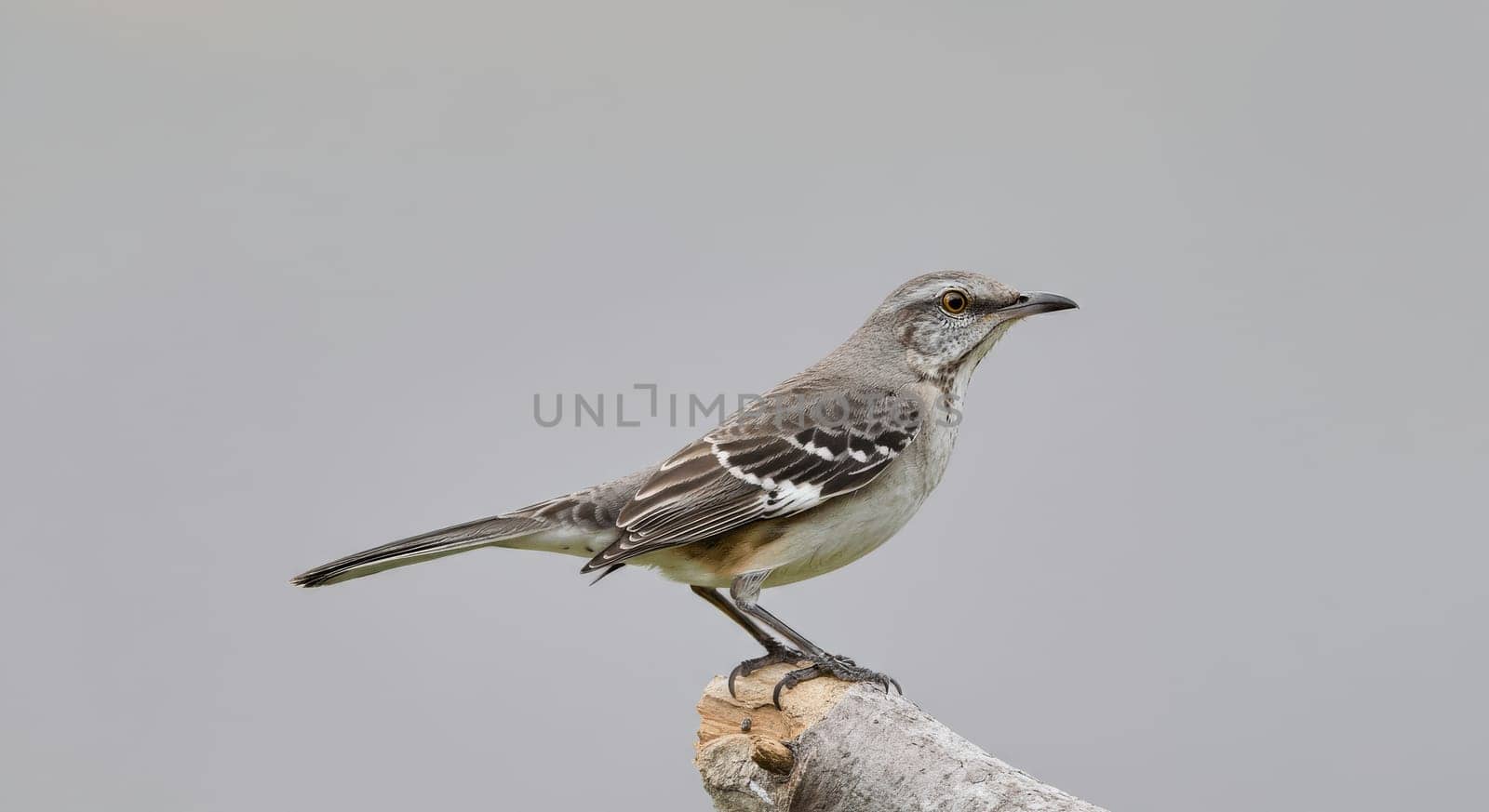 Northern mockingbird, known for its singing ability, perched on a branch. the scene emphasizes the bird's detailed plumage against a clean gray background, its distinctive feathers and alert expression.