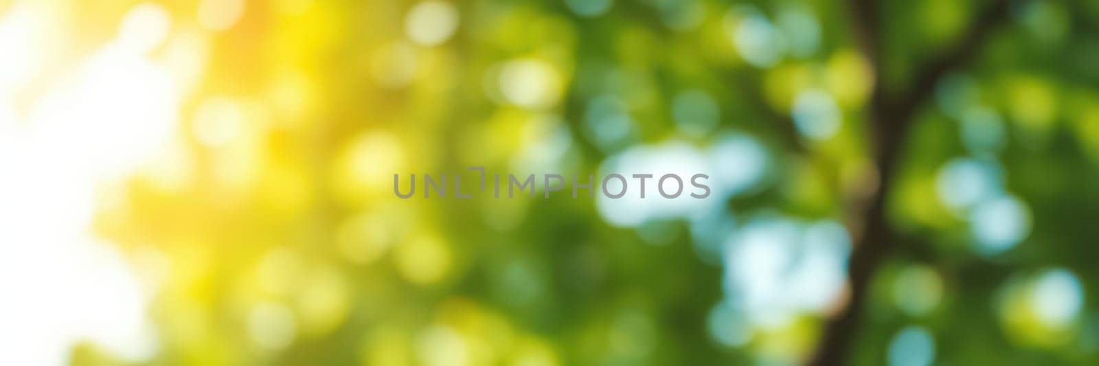 Gentle sunlight streams through vibrant green leaves, creating a warm and peaceful atmosphere in a natural environment during the morning.