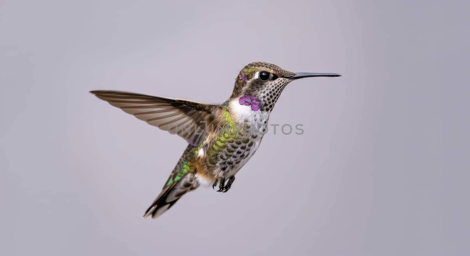 A captivating image of a hummingbird showcasing its iridescent feathers, focusing on the vibrant purple throat patch as it hovers elegantly against a muted backdrop. the detail in the bird's plumage and dynamic pose highlights its natural beauty and agility.