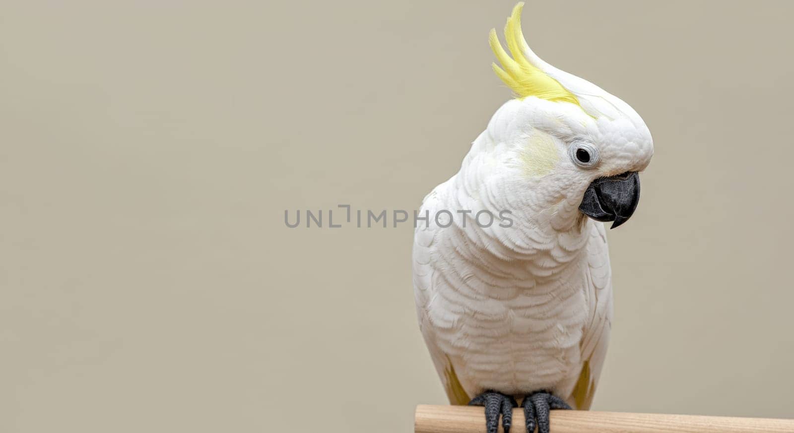 Sulphur-crested cockatoo showcasing its vibrant yellow crest and striking white plumage while perched calmly on a branch. its detailed feathers and curious expression stand out against a simple, muted backdrop.