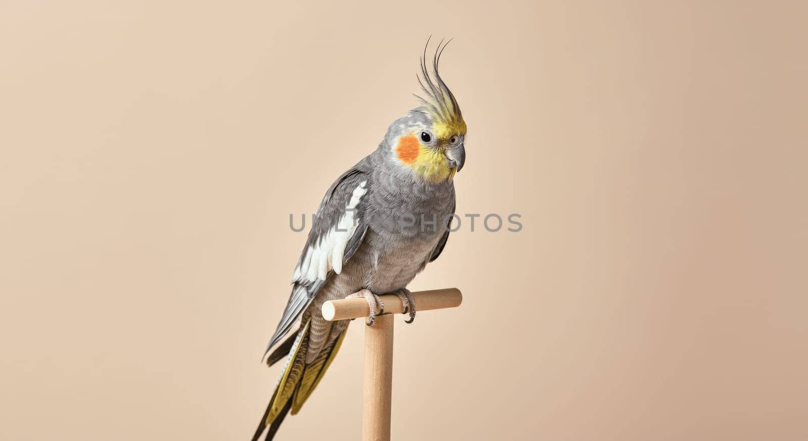 Small cockatiel with striking crest and orange cheek patches perched on a wooden dowel. its gray and white plumage stands out against a soft beige backdrop, the bird's elegant features.
