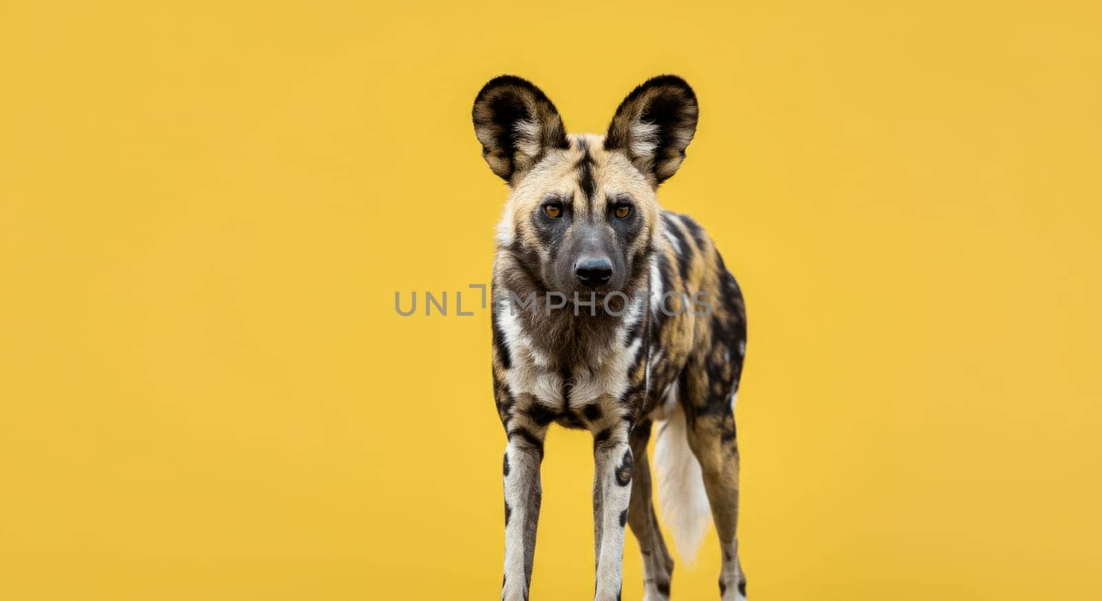 A captivating portrait of an african wild dog standing confidently against a bright yellow backdrop. the unique coat pattern and attentive gaze highlight its distinct characteristics and natural beauty.