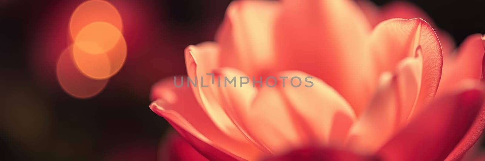 A pink flower blooms beautifully against a soft, warm light backdrop, showcasing its petals in intricate detail. The peaceful ambiance enhances its natural beauty and grace.