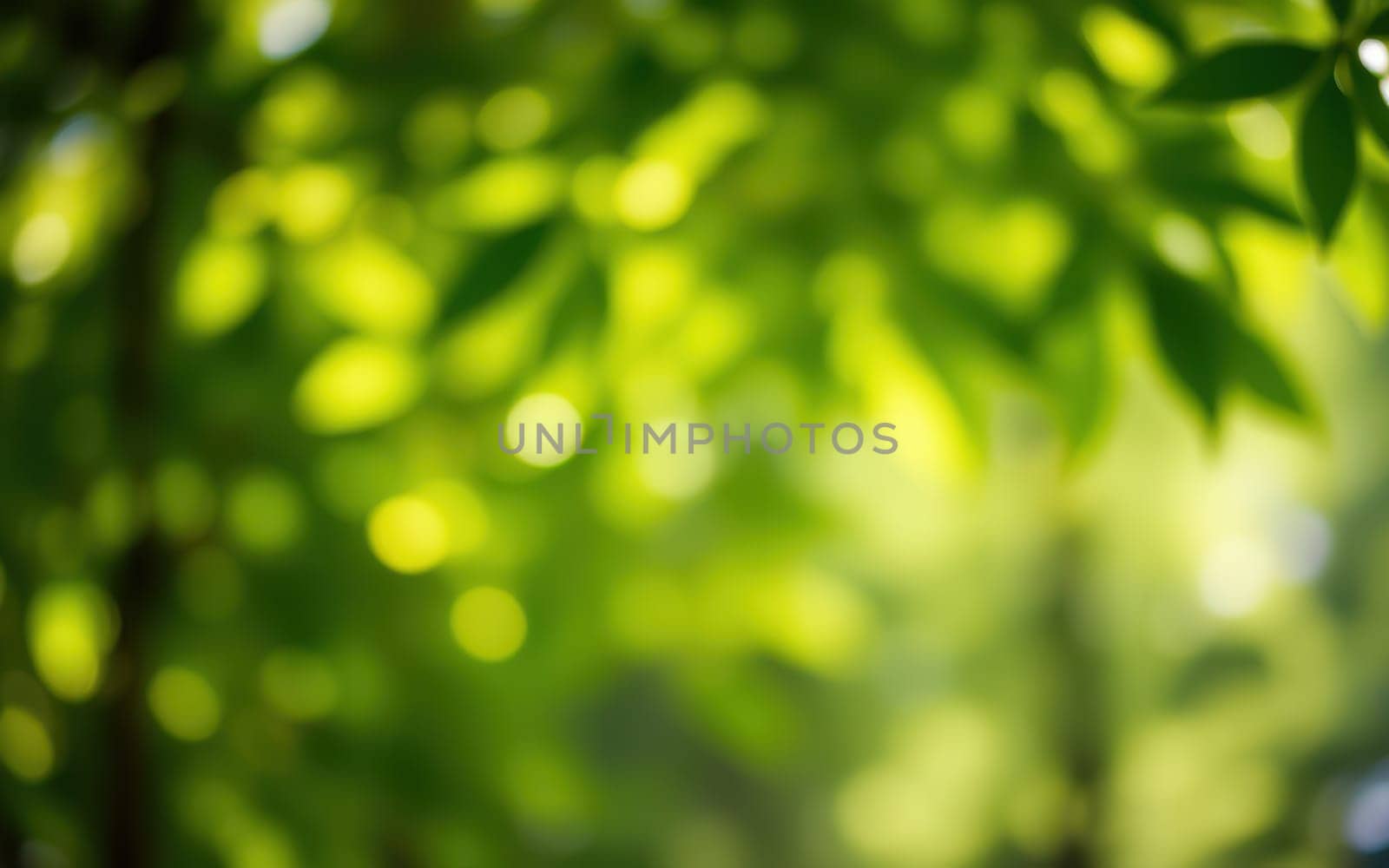 Lush green leaves fill the frame, softly illuminated by sunlight filtering through the canopy in a tranquil forest setting. The vibrant greenery evokes feelings of peace and harmony.