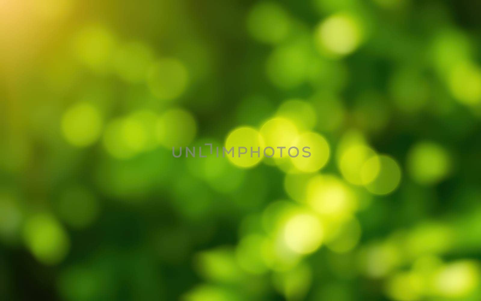 Soft, blurred circles of light appear among vibrant green leaves, illuminating the serene atmosphere of a sunlit forest during the afternoon.