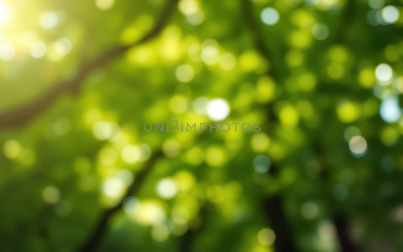 Sunlight softly illuminates vibrant green leaves, creating a peaceful atmosphere in the forest. The scene captures the beauty of nature during a lovely summer morning.