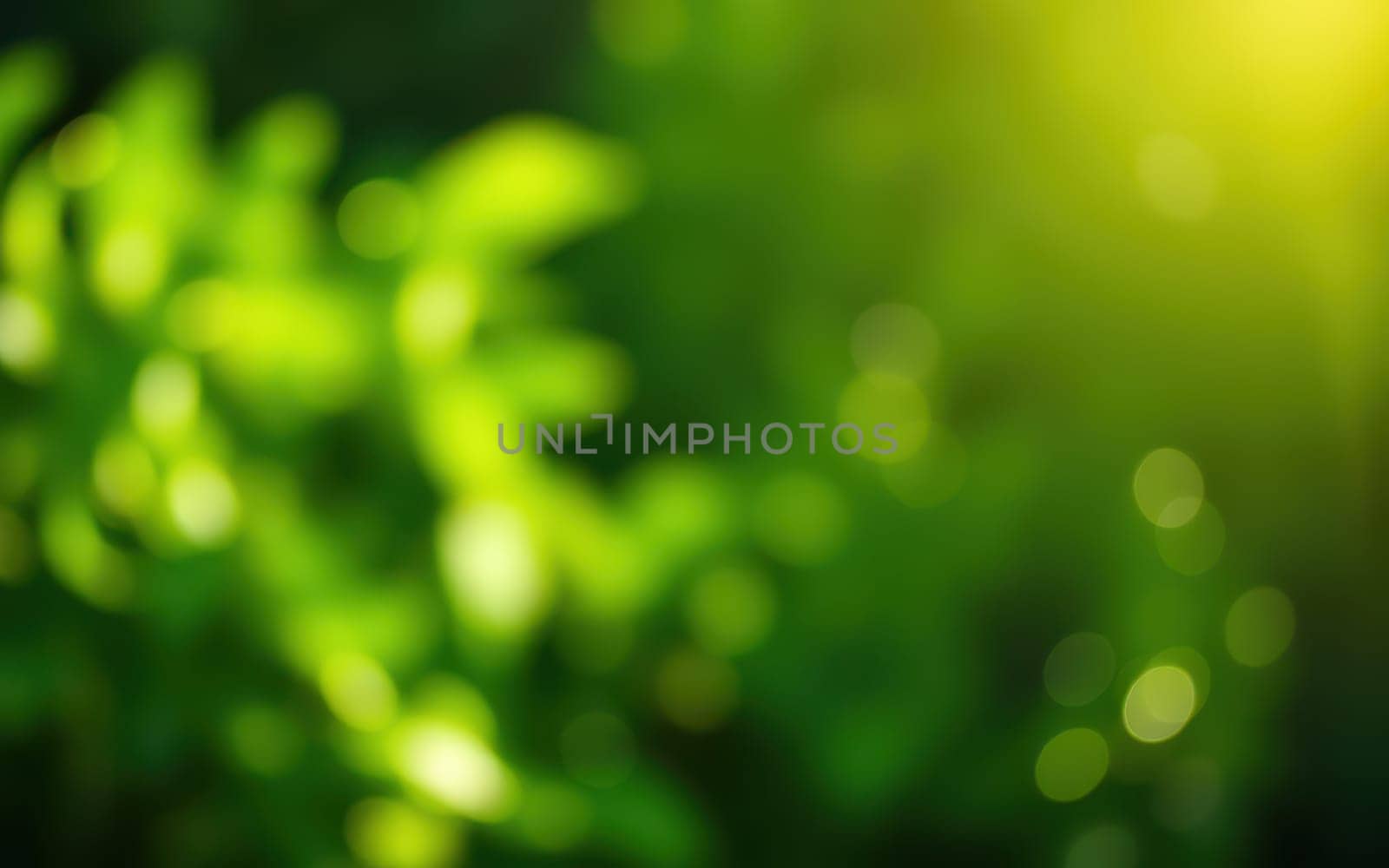 Sunlight gently shines through vibrant green leaves, illuminating the surrounding area with a warm golden glow. This peaceful moment reflects the beauty of nature during a calm morning.
