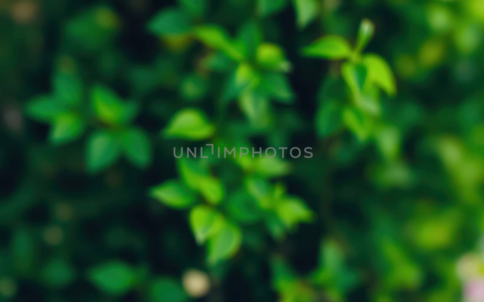 Close-up view of vibrant green leaves enhances the ambiance of a peaceful garden setting, basking in sunlight, promoting relaxation and tranquility.