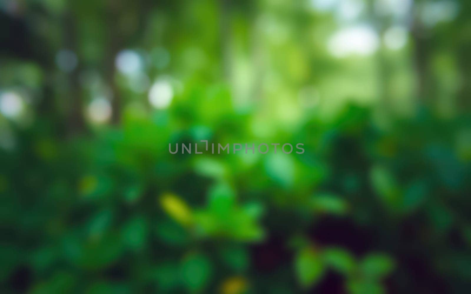Sunlight filters through the dense green leaves in a serene forest, creating a peaceful atmosphere filled with the sounds of nature.