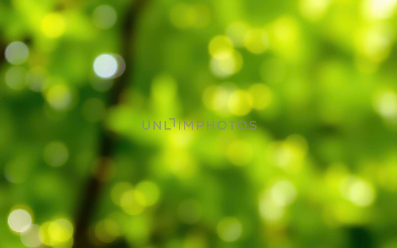 Beautiful blurred view of a green landscape with sunlight shining through leaves, creating a dreamy atmosphere and vibrant colors in a tranquil forest environment.