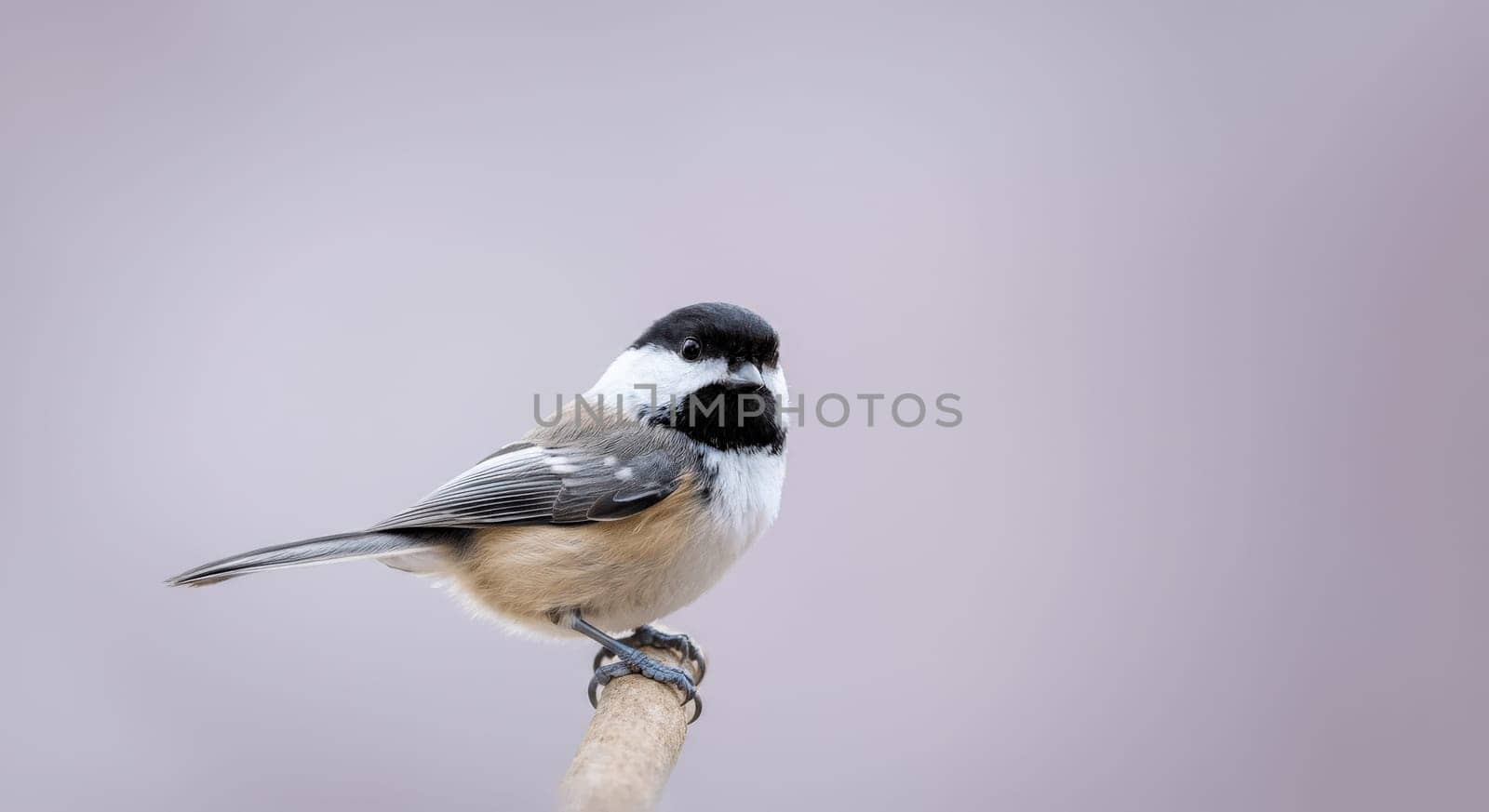 A chickadee, known for its distinctive black cap and white cheeks, sits poised on a slender branch. the bird's subtle brown and gray plumage contrasts with the soft, muted gray background, creating a serene winter scene.