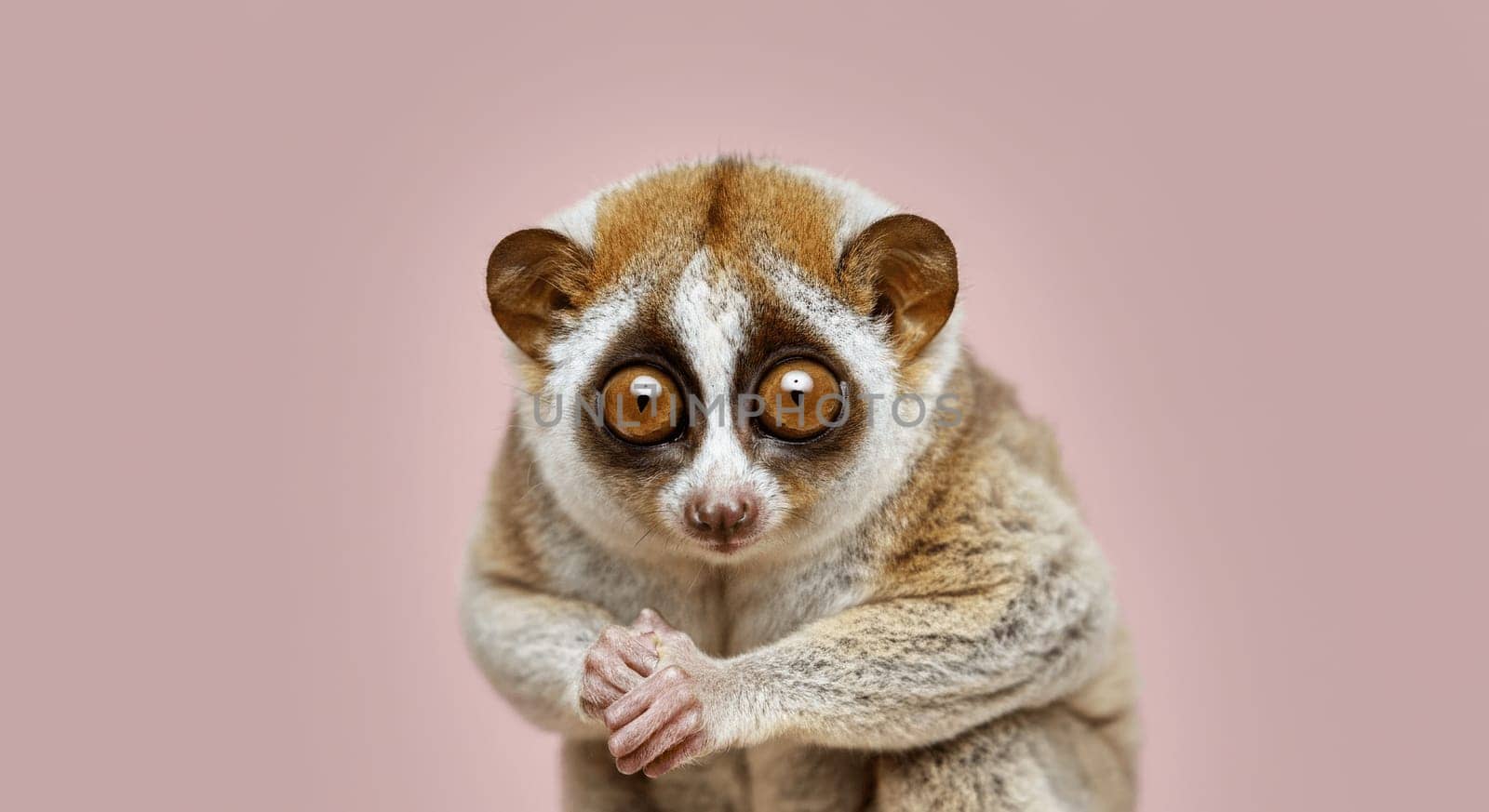 A close-up depiction of a slow loris showcasing its distinctive large, round eyes and gentle fur texture. the soft pink background adds a warm ambiance, the loris's curious expression.