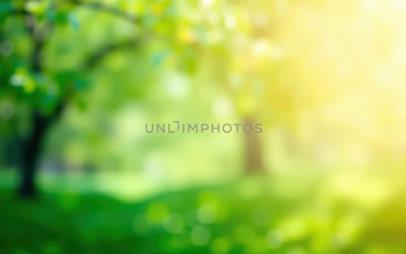 Sunlight filters through the leaves of trees in a tranquil forest, creating a peaceful atmosphere. The greenery shines brightly, inviting nature lovers to explore.