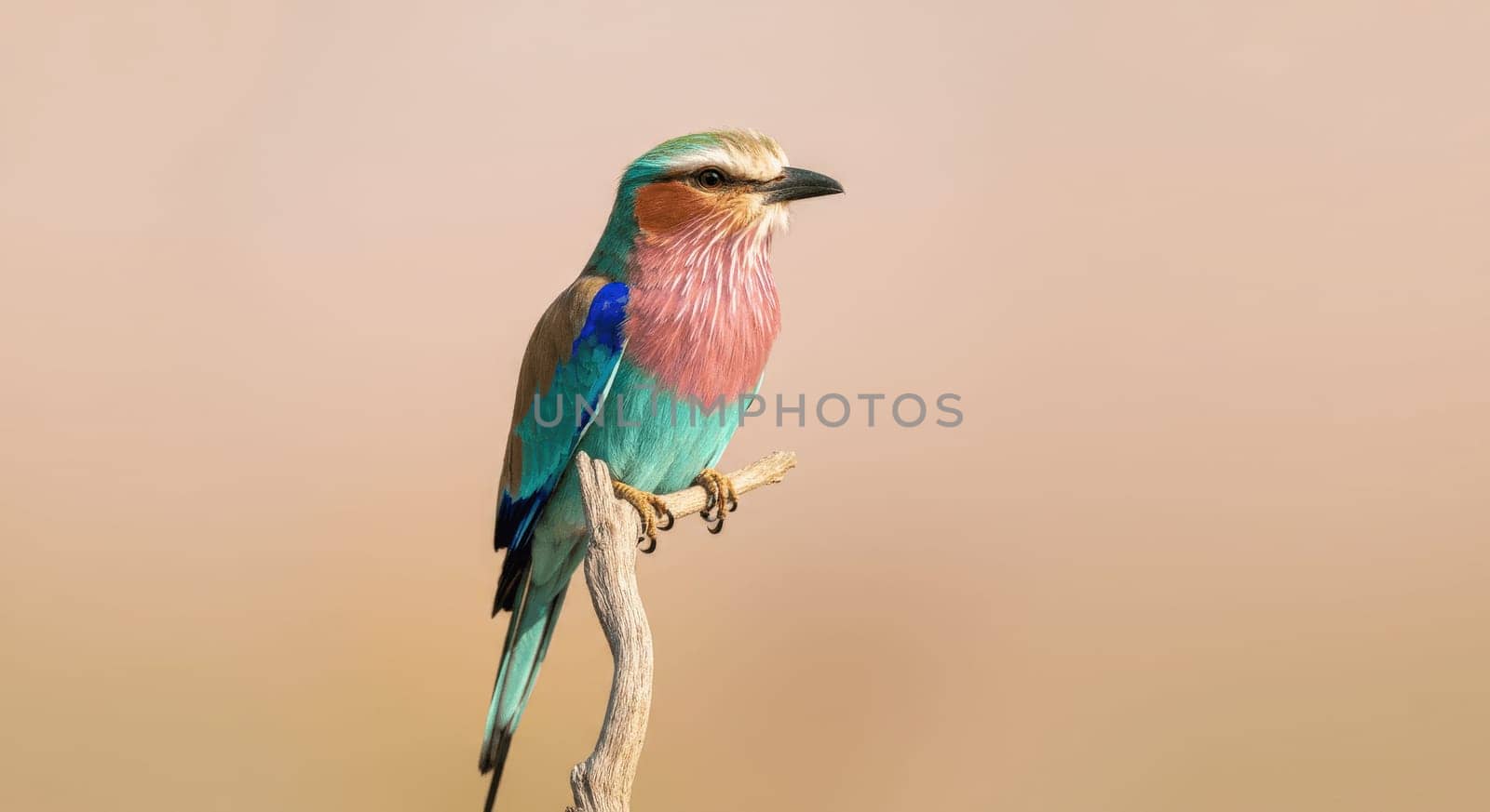 A vibrant lilac-breasted roller sits elegantly on a slender branch, showcasing its stunning pink, blue, and green plumage against a soft, blurred background, symbolizing the beauty of avian diversity in their natural environment.
