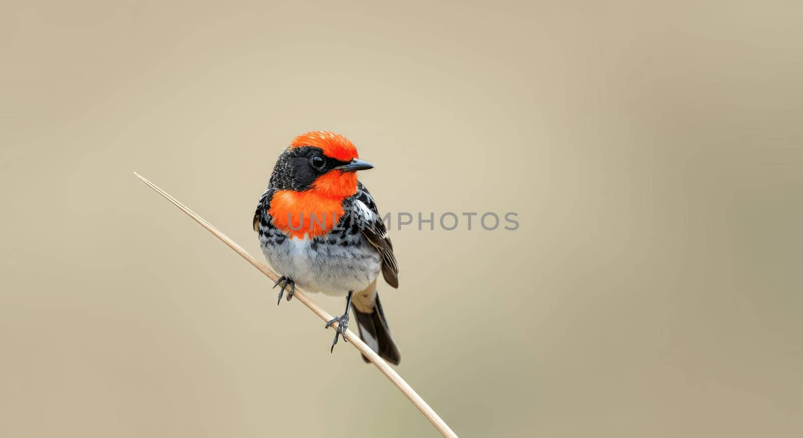 A striking bird with a vivid orange head and black-and-white plumage perches elegantly on a slender branch. the neutral background highlights its vibrant colors, creating a captivating scene of nature and beauty.