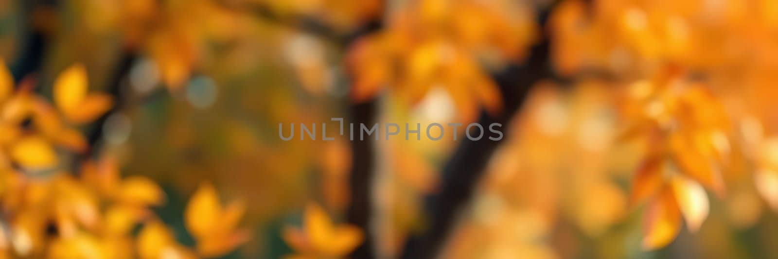 Bright orange and yellow leaves fill the branches of a tree in a park. This stunning display of autumn foliage captivates onlookers, inviting them to enjoy the beauty of nature.
