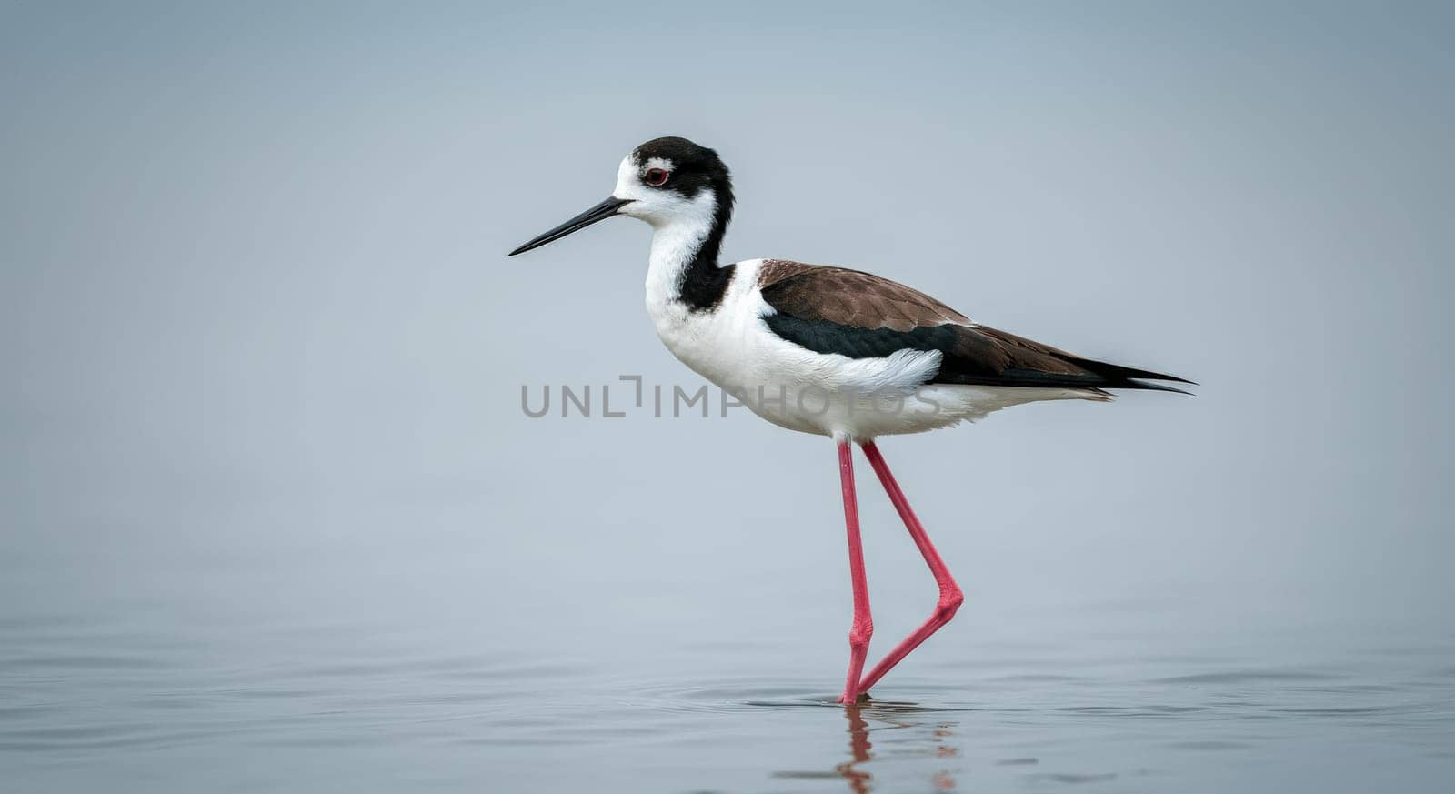 A striking black-necked stilt wades gracefully in calm, reflective waters. its long red legs and contrasting black and white plumage create a captivating scene in nature. this elegant bird stands in shallow water against a soft, blurred background.