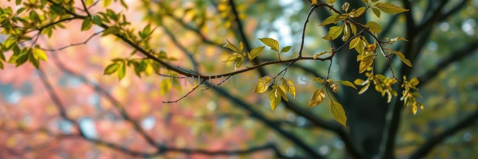 Branches adorned with fresh green leaves contrast beautifully with muted autumn hues. Sunlight filters through the foliage, creating a serene outdoor atmosphere.