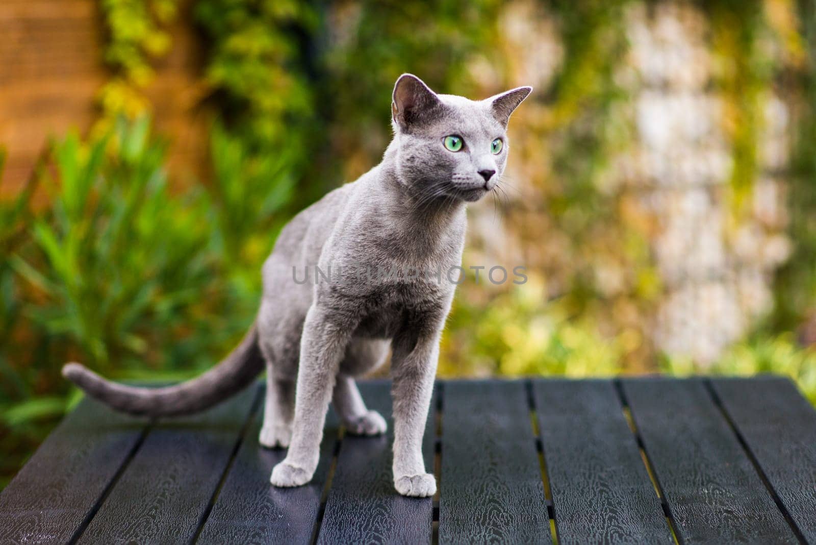 Blue russian shorthair cat on a wooden table. Green trees background.