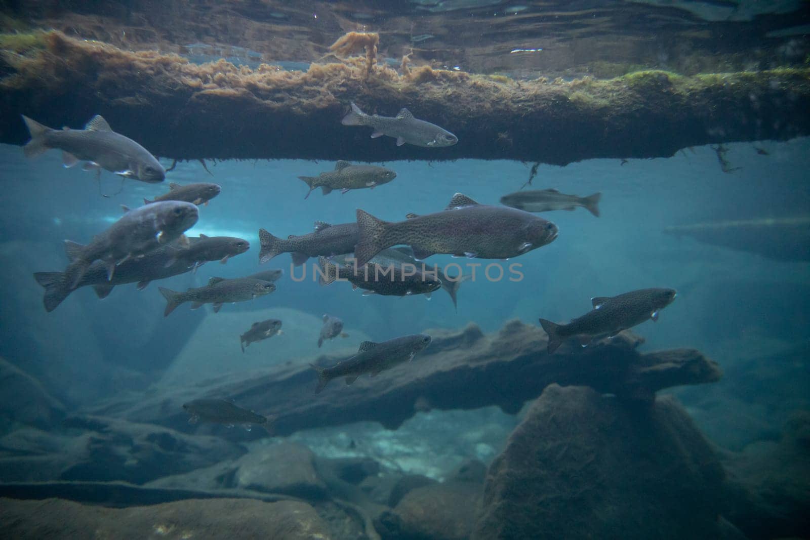 trout fish in a group swiming in a lake