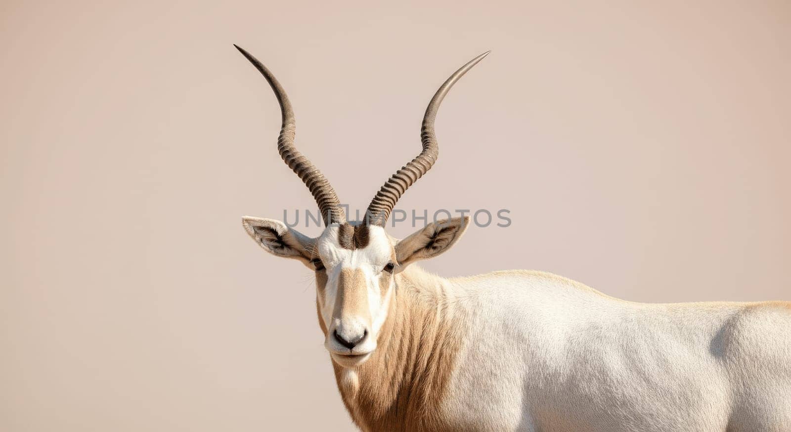 A striking antelope with elegantly curved horns stands against a soft desert background. the animal's serene expression and finely textured coat create a sense of grace and natural beauty in the arid wilderness.