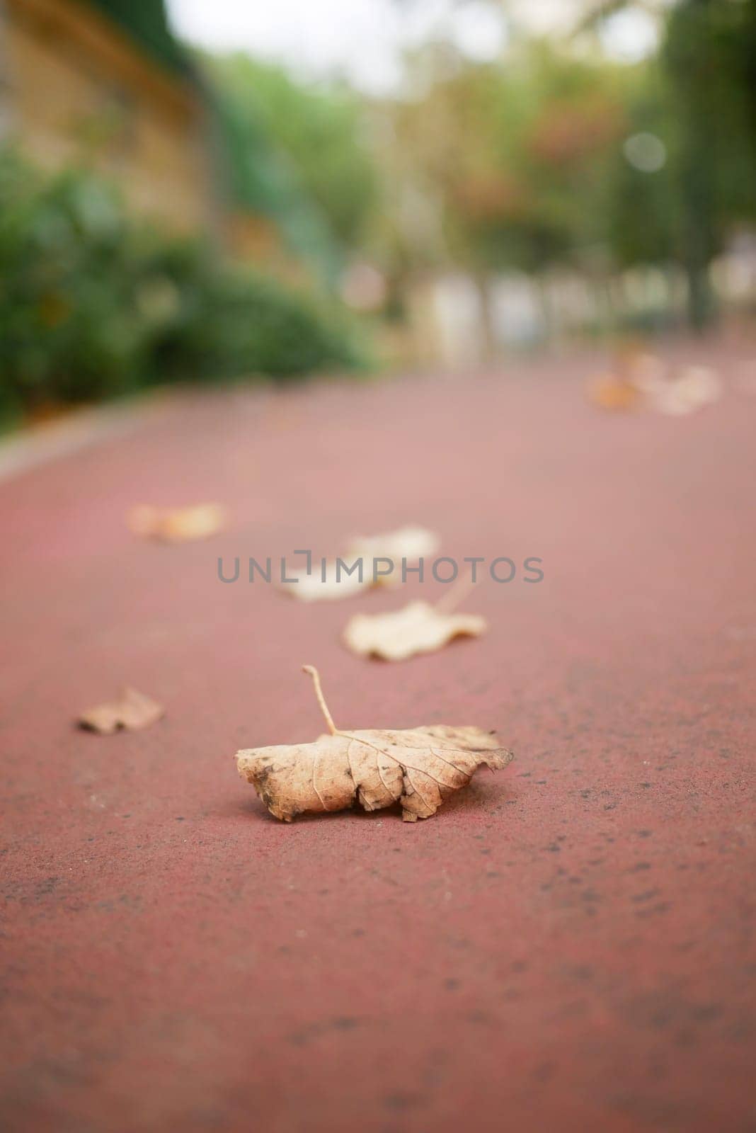 Fallen leaves on a vibrant red path, capturing the essence of autumn and natures beauty