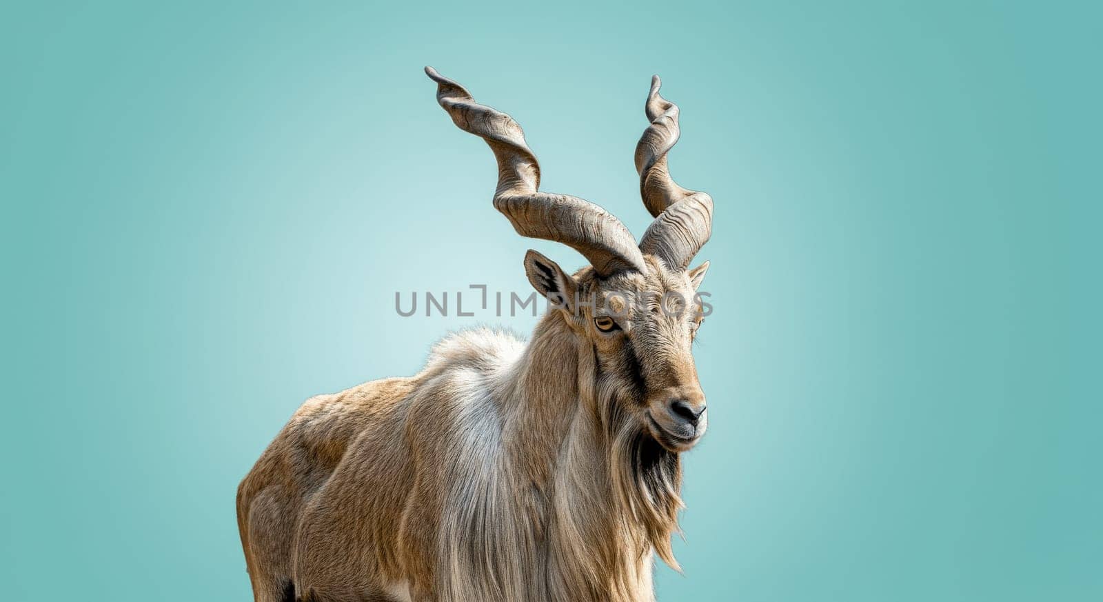 Portrait of a markhor, distinguished by its impressive spiraled horns and rugged coat, set against a calm aqua background. the markhor, known for its agility and resilience, symbolizes strength and endurance.