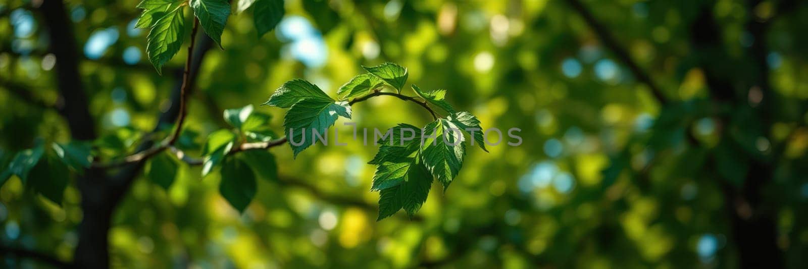 Fresh green leaves dangle from a branch, illuminated by soft sunlight filtering through the trees in a vibrant forest during a spring morning.