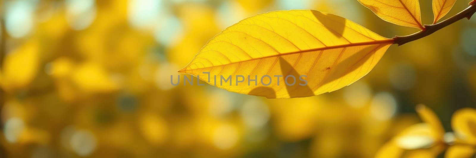 Bright yellow leaves catch the sunlight, creating a warm, glowing effect in a tranquil outdoor space. The vibrant colors signal the arrival of autumn, evoking a sense of peace.