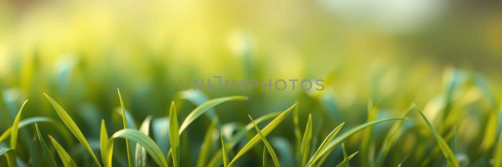 Vibrant green grass is illuminated by bright sunlight, gently moving with the breeze in a peaceful outdoor environment, creating a serene atmosphere perfect for relaxation.