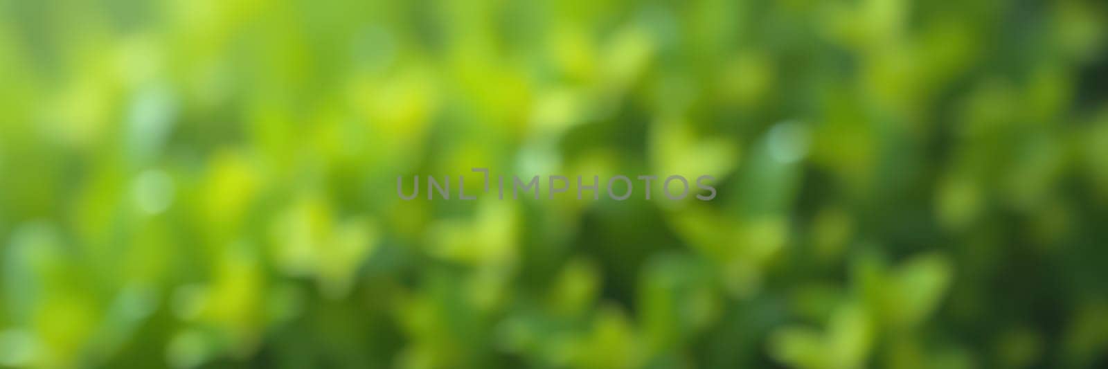 Vibrant green leaves fill the frame, creating a peaceful atmosphere. Sunlight filters through the foliage, enhancing the natural beauty of this serene outdoor setting.