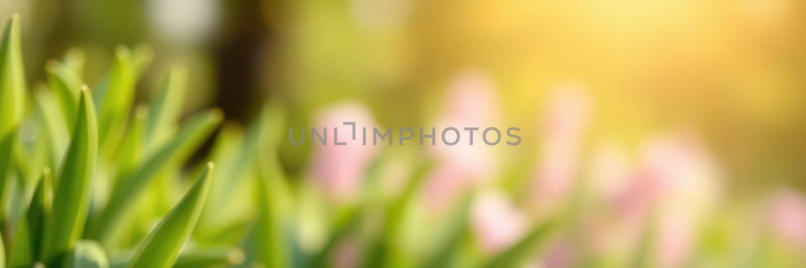 Soft sunlight bathes a garden filled with lush green grass and delicate flowers, showcasing the beauty of springtime. The scene exudes tranquility and fresh beginnings.