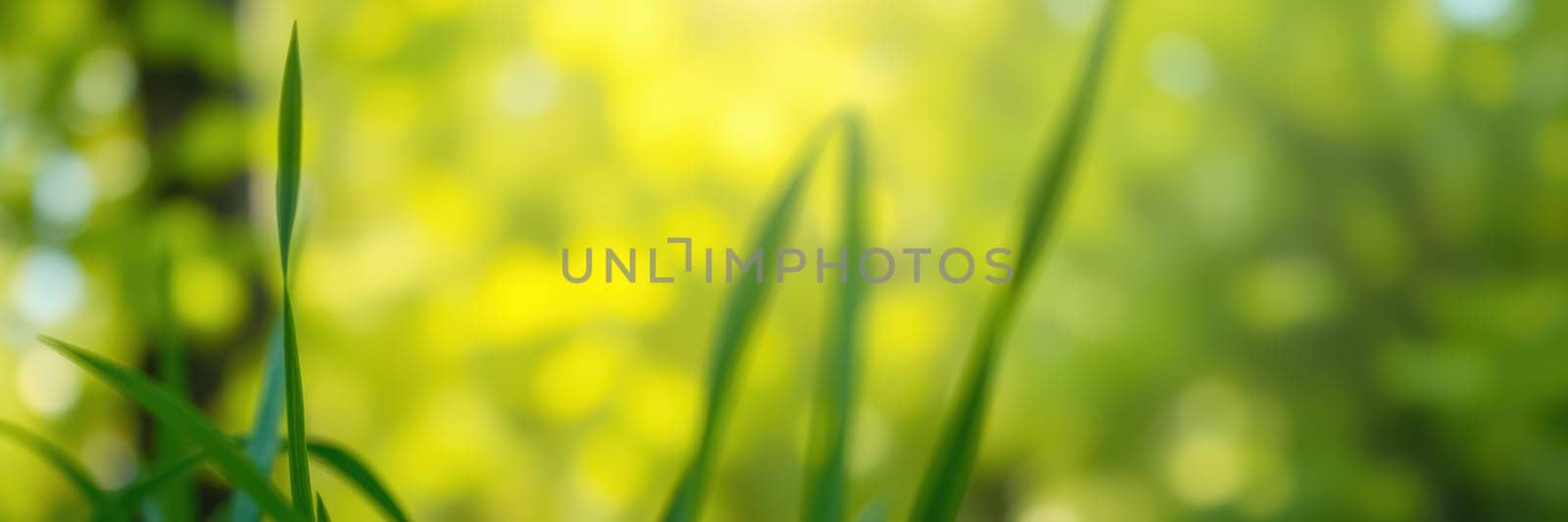 Vibrant green blades of grass dance softly in the warm sunlight, capturing the tranquility of a spring day in a lush outdoor setting, filled with life and brightness.