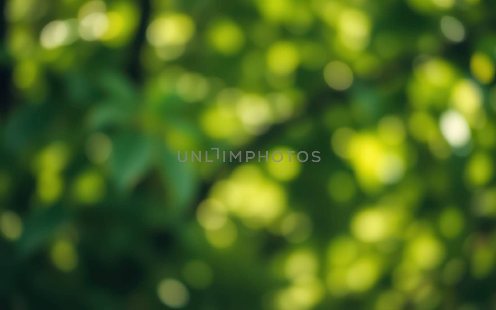 Sunlight filters through lush green leaves, casting dappled light on the ground. The tranquil forest offers a refreshing escape into nature’s beauty.