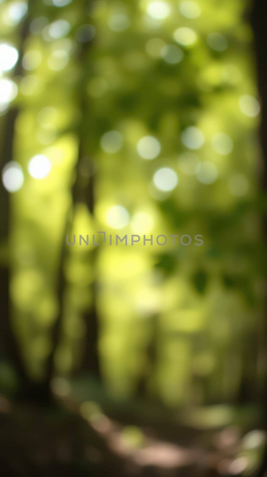 Gentle sunlight streams through the vibrant green leaves of a forest, creating a calming and tranquil environment. The dappled light enhances the sense of peace found in nature.