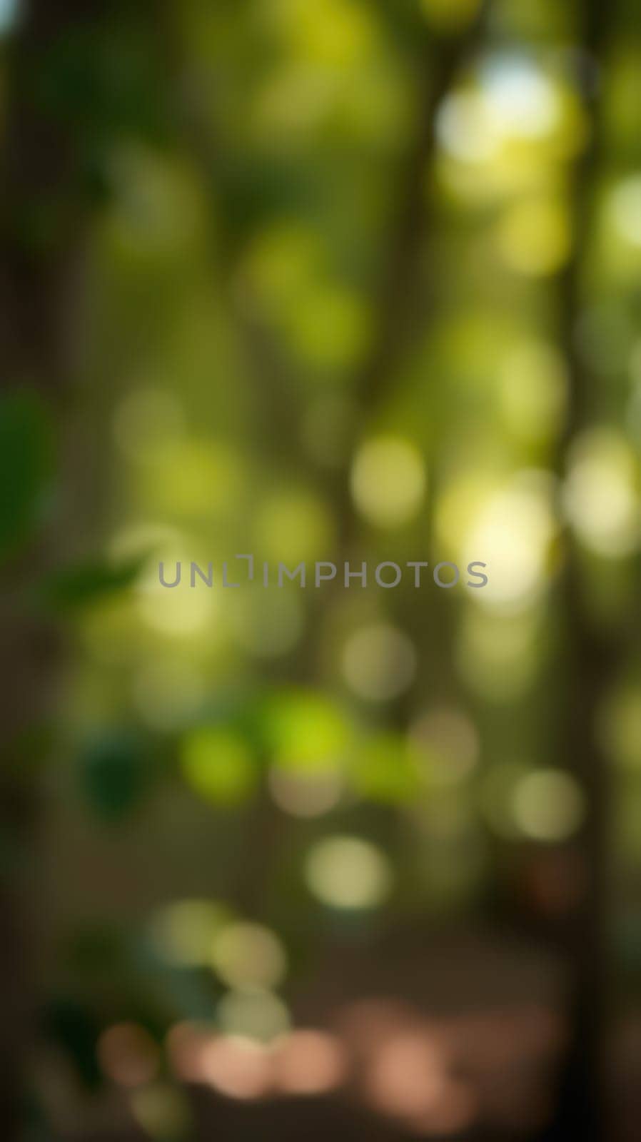 Gentle sunlight filters through the dense canopy of a lush forest, casting soft, dappled light on the ground. The vibrant green foliage enhances the tranquil setting.