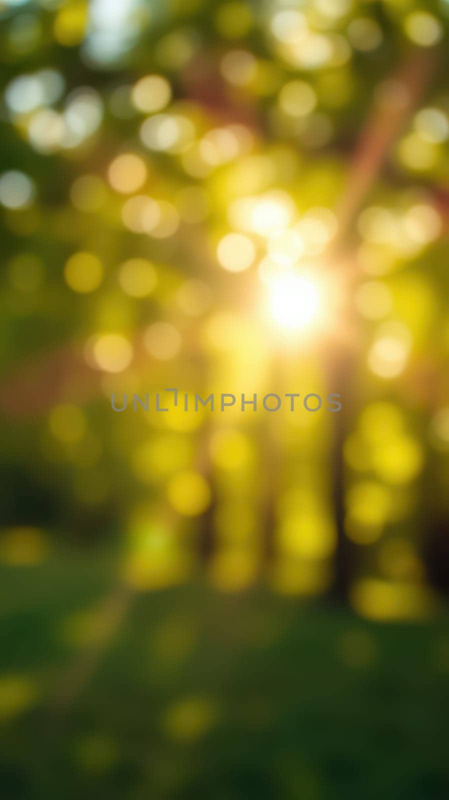 Soft rays of sunlight shine through the branches of trees, creating a warm and tranquil atmosphere in the forest at dusk. The scene captures nature's beauty and serenity.