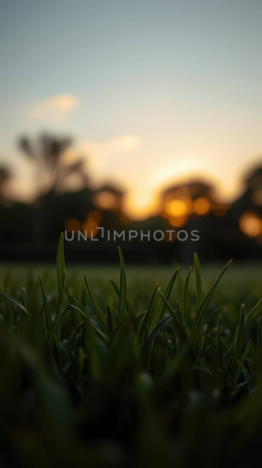 Gentle blades of grass stand tall in a peaceful park as the sun sets, casting a warm glow. Trees softly blur in the background, creating a serene atmosphere.
