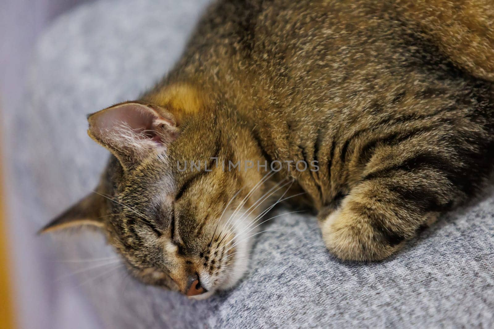 A peaceful close-up of a sleeping tabby cat, capturing its serene and relaxed state on a cozy surface. Perfect for pet lovers and home decor themes.