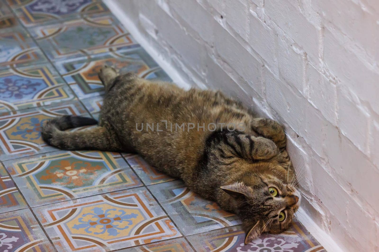 Funny tabby cat relaxing on a beautifully patterned tiled floor, exuding calm and coziness in a serene indoor setting. Perfect for pet lovers and home decor enthusiasts.