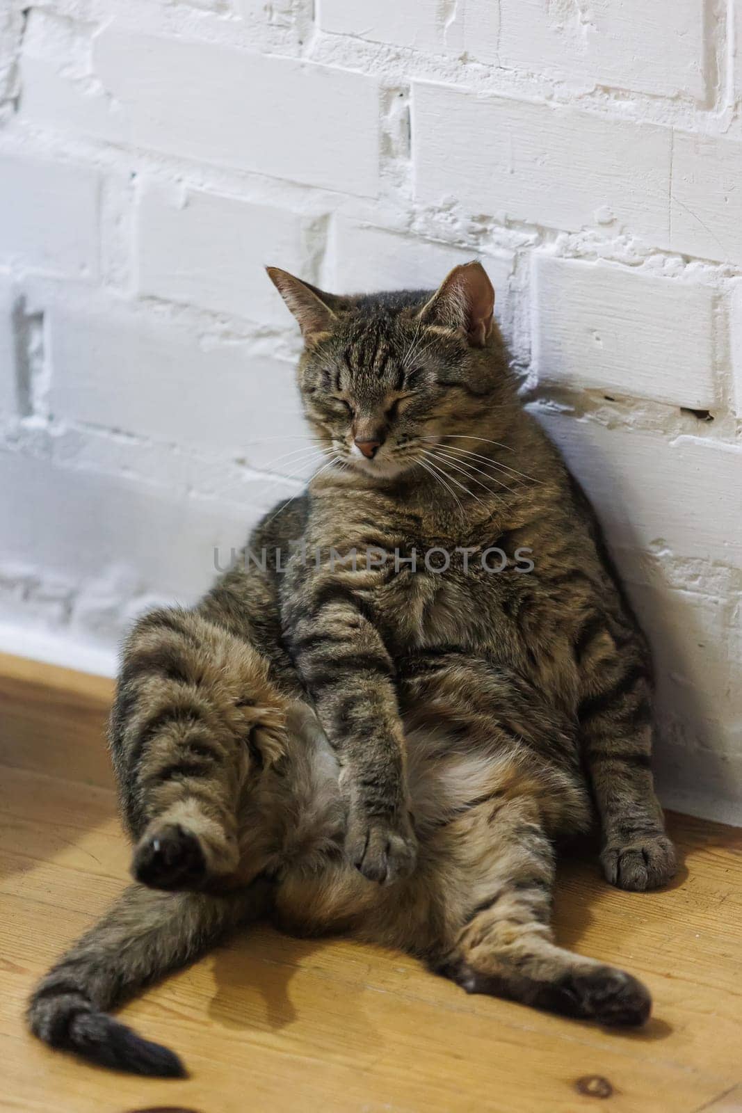 Cat sitting like a human, showcasing its quirky personality and providing a delightful glimpse into feline behavior. Ideal for pet humor and animal-themed content.