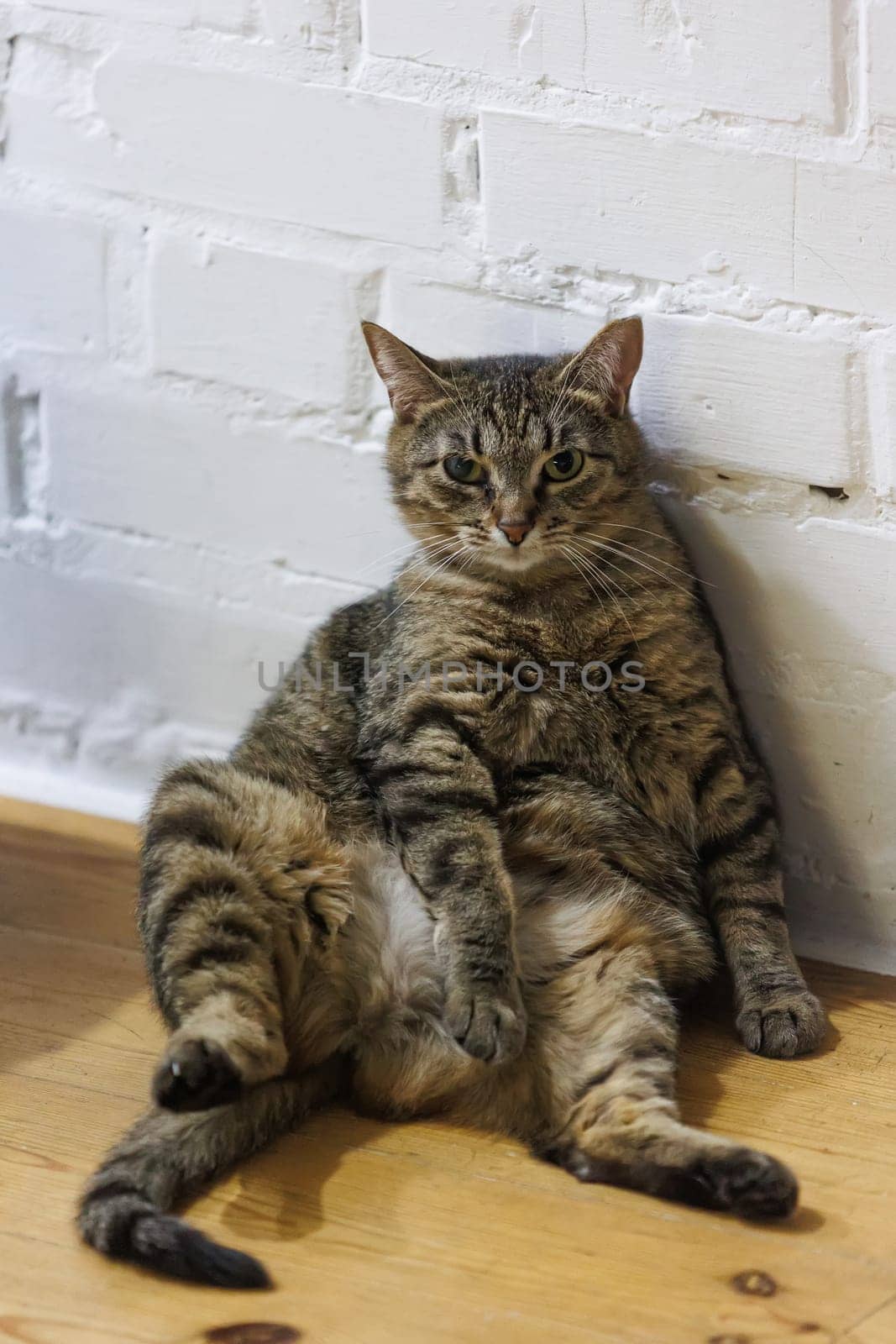 Cat sitting like a human, showcasing its quirky personality and providing a delightful glimpse into feline behavior. Ideal for pet humor and animal-themed content.