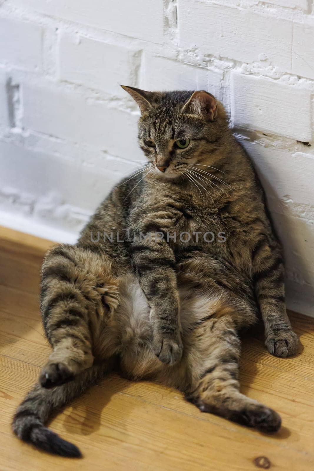 Cat sitting like a human, showcasing its quirky personality and providing a delightful glimpse into feline behavior. Ideal for pet humor and animal-themed content.