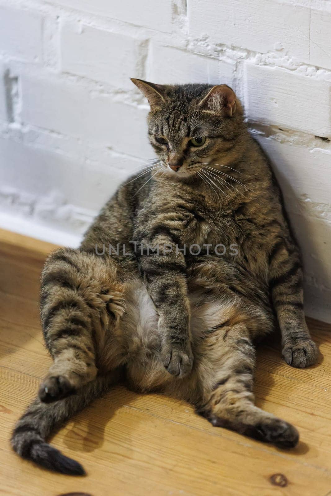 Cat sitting like a human, showcasing its quirky personality and providing a delightful glimpse into feline behavior. Ideal for pet humor and animal-themed content.