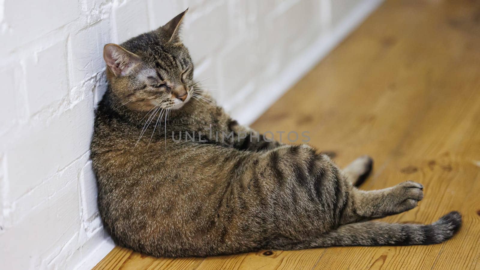 Cat sitting like a human, showcasing its quirky personality and providing a delightful glimpse into feline behavior. Ideal for pet humor and animal-themed content.